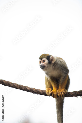 Canvas Print Young Squirrel Monkey Playing on Rope