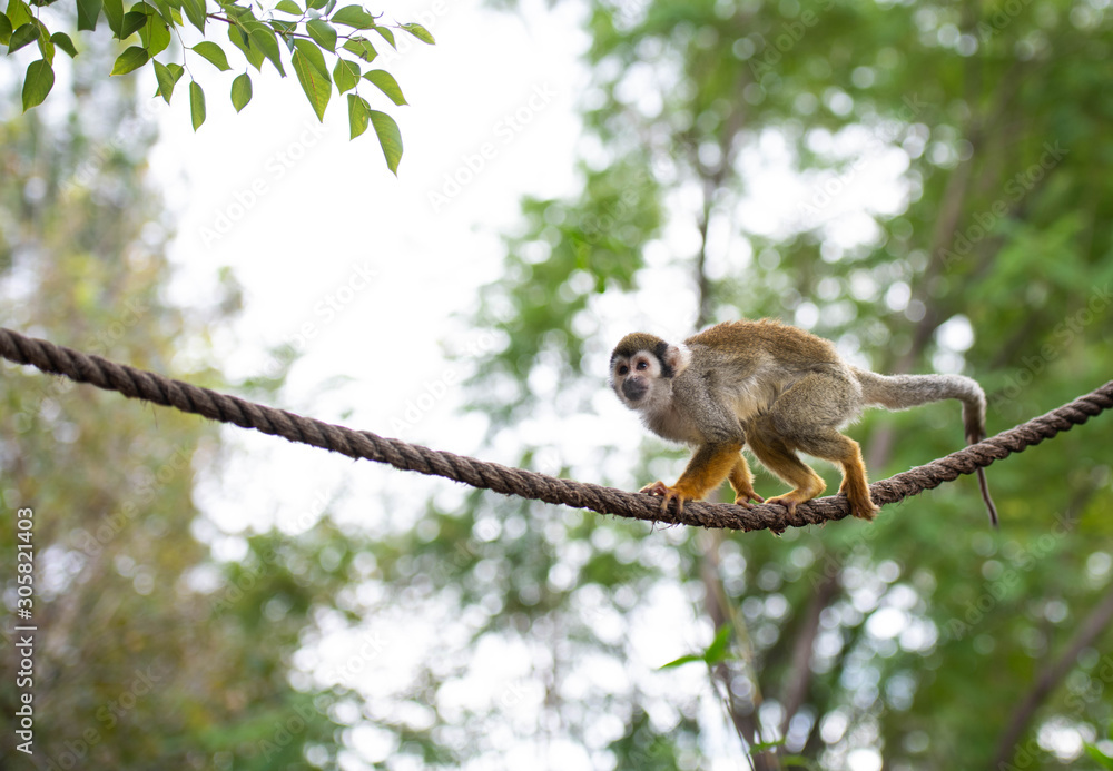 Obraz premium Young Squirrel Monkey Playing on Rope
