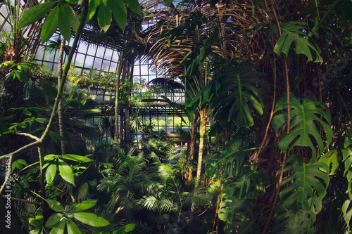 Ogród botaniczny, palmiarnia, palmy