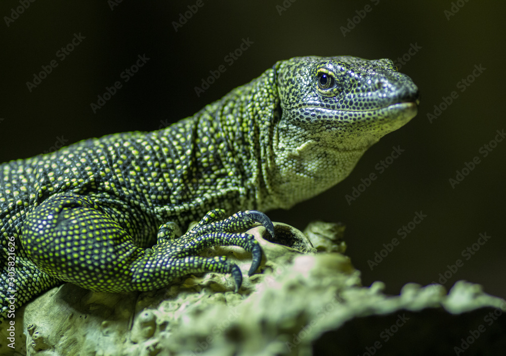 Fototapeta premium tête de varan, au jardin des plantes