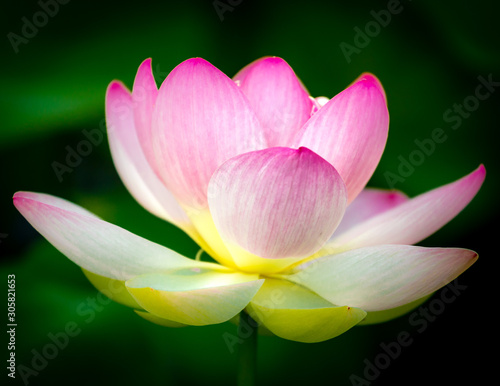 pink lotus flower on dark background