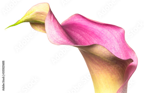 pink calla lily on white background photo