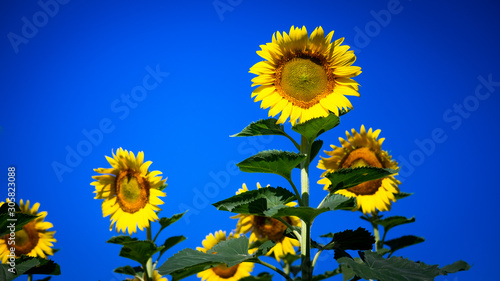 Sunflowers are yellow, but large flowers will be held to receive power from the sun and will always face east.