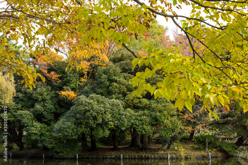 (東京都ｰ風景)木々が紅葉する公園の風景６