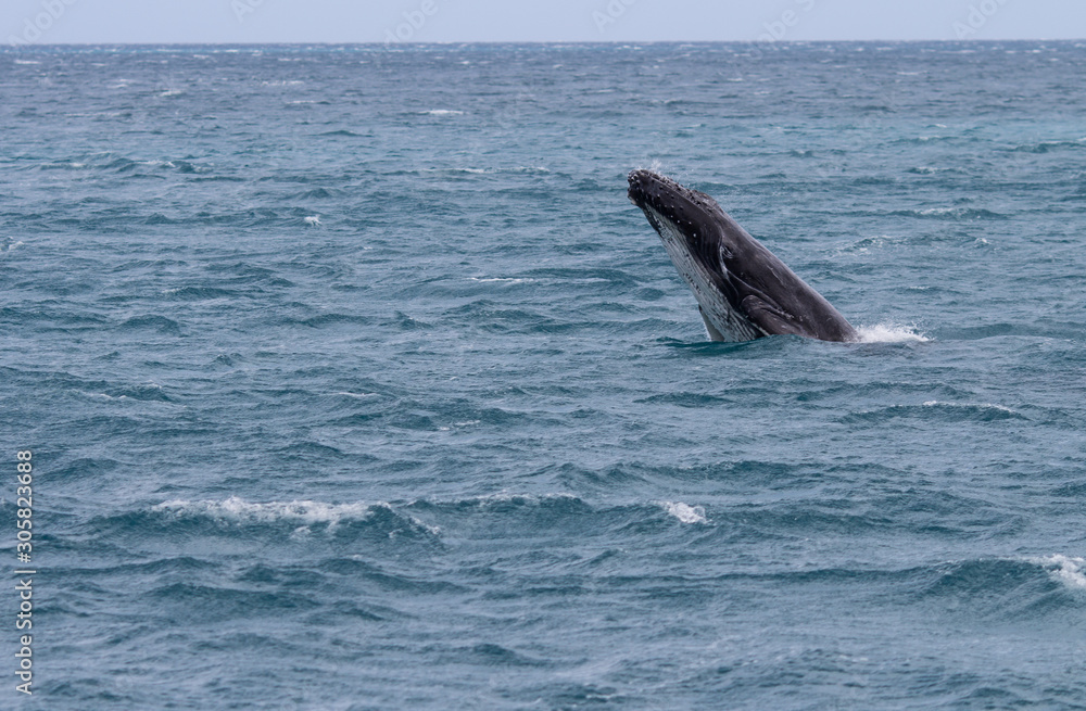 Fototapeta premium Baleine à bosse avec son baleineau, au large de fraser island, en australie