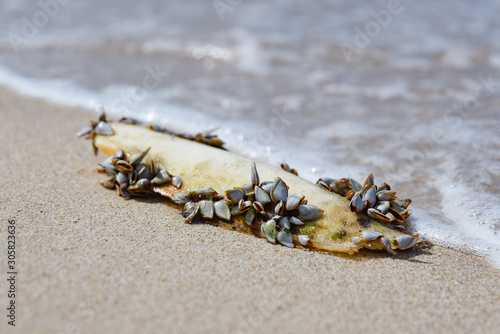 shellfish on the beach
