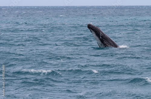 Baleine à bosse avec son baleineau, au large de fraser island, en australie