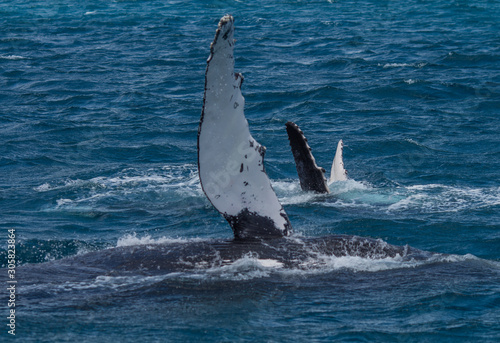 Baleine à bosse avec son baleineau, au large de fraser island, en australie