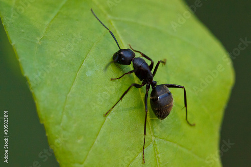 Eastern Black Carpenter Ant, Camponotus pennsylvanicus © elharo