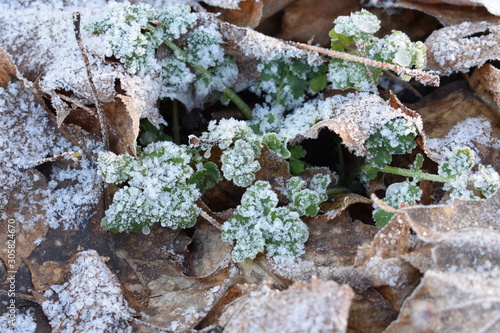 white water crystals on a frosty morning