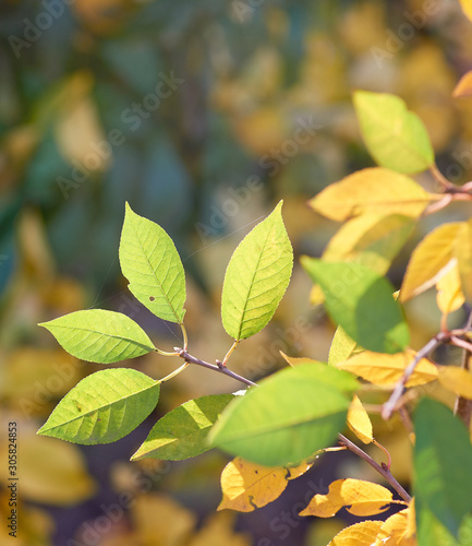 cherry branch with green and yellow leaves in autumn sunny day