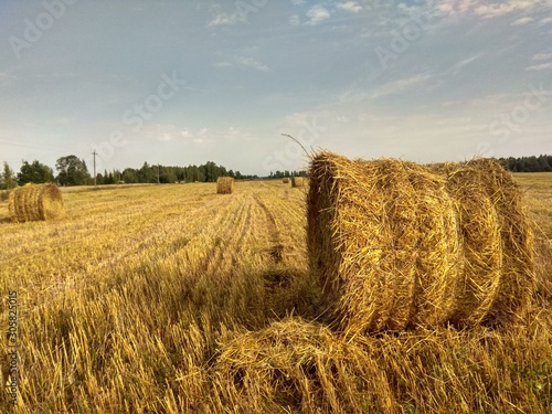 field of hay bales