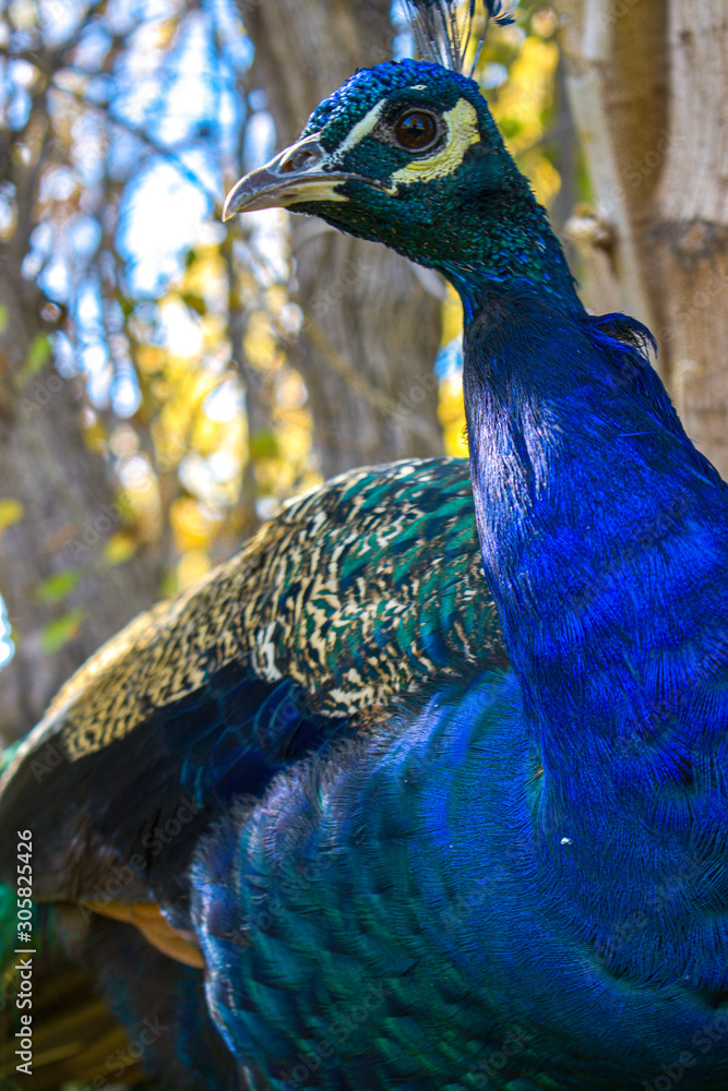 Obraz premium Peacock Posing