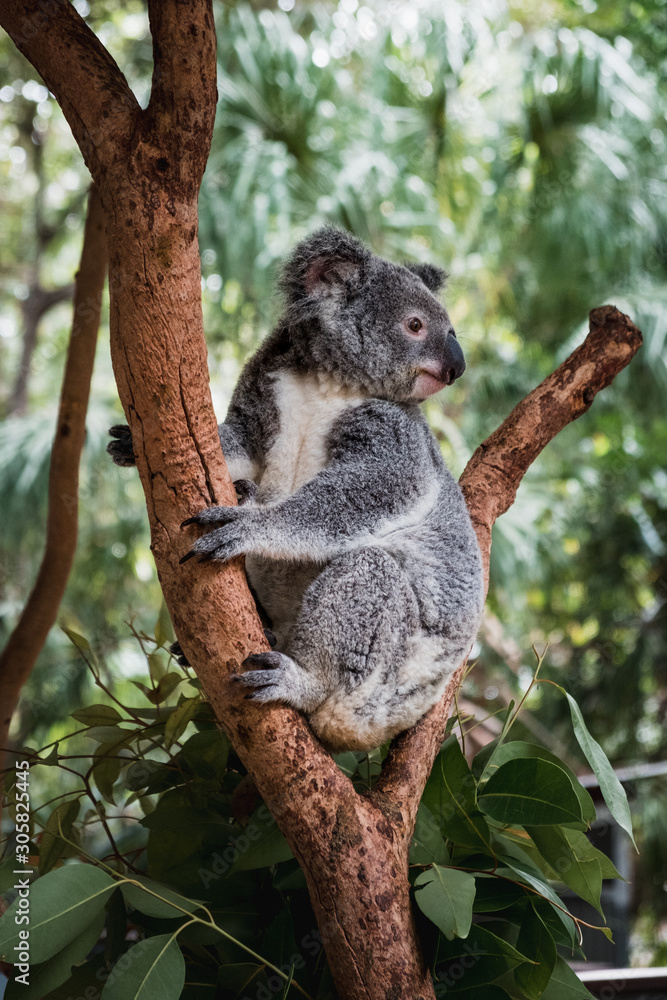 Fototapeta premium Close up of cute fluffy koala bear hanging on the tree close to the camera
