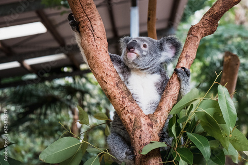 Fototapeta Naklejka Na Ścianę i Meble -  Close up of cute fluffy koala bear hanging on the tree close to the camera