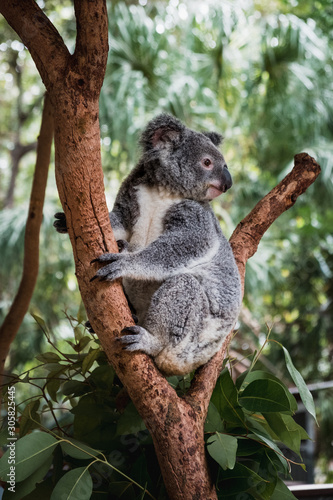 Close up of cute fluffy koala bear hanging on the tree close to the camera