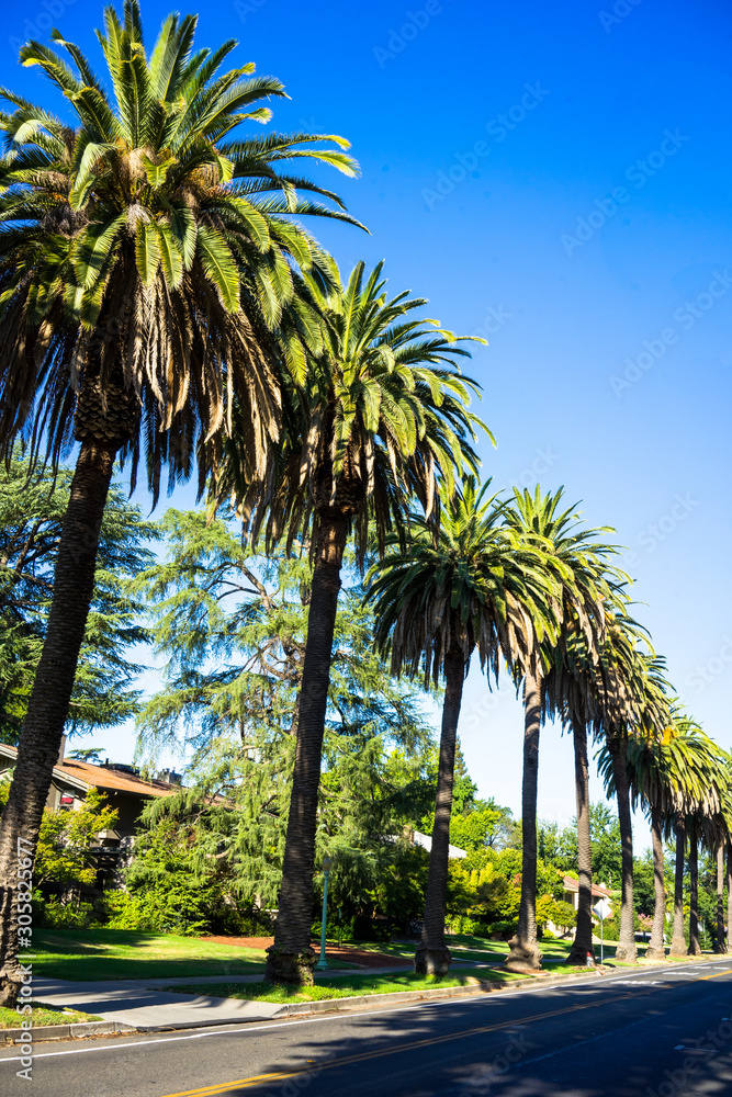 Palm trees on a blue skied sunny day.