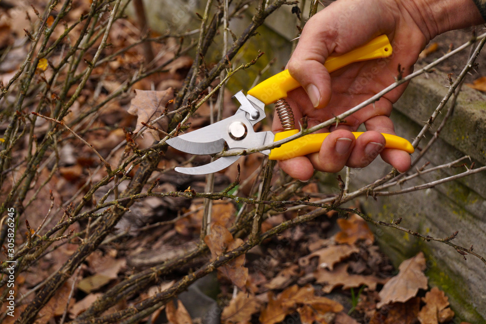 Yellow pruning shears in the hand of the gardener. Early spring and late autumn are the time to prun the bushes in the garden.