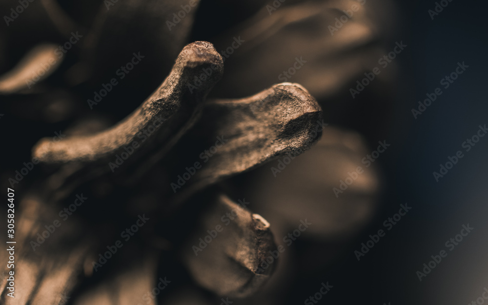 Pine cone Pine cone
