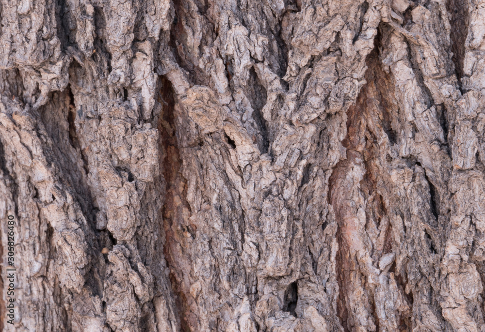 Horizonal of a southwestern Soap Berry Tree. Horizonal of a southwestern Soap Berry Tree.