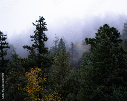Fog sitting in trees with fall colour. © AmberLeigh