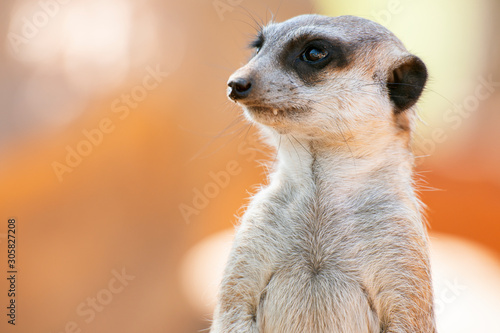 Adorable meerkat outside in nature during the day.