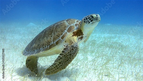 Fotografia Green Sea Turtle Belize