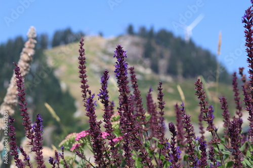Fototapeta Naklejka Na Ścianę i Meble -  Lavender against mountains
