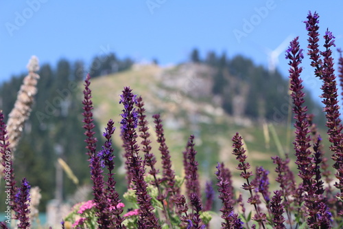 Lavender against mountains