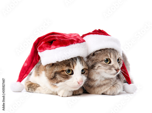 Cute funny cats in Santa hats on white background © Pixel-Shot