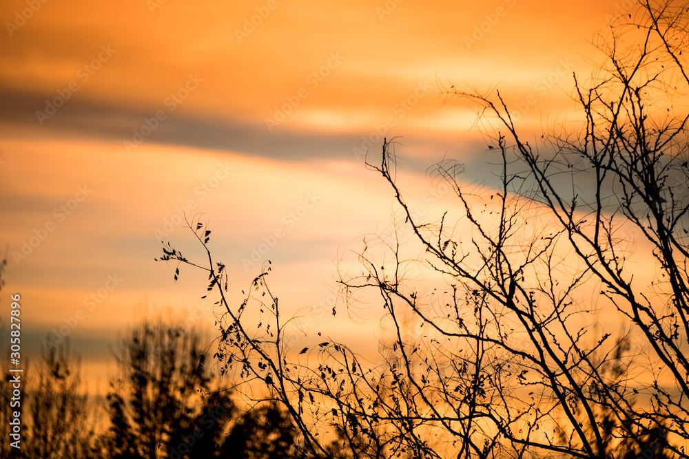 Fototapeta premium sunset tree sillouhette 