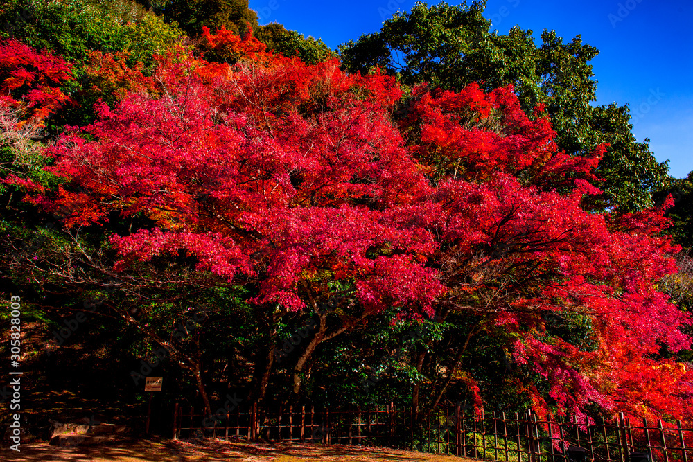 魚楽園の紅葉