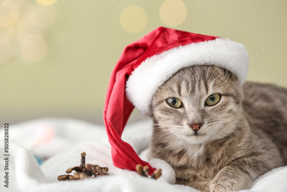 Cute funny cat in Santa hat lying on soft plaid Cute funny cat in Santa hat lying on soft plaid