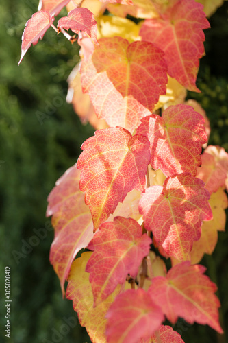 Leaves turn red in autumn