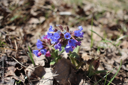 bright blue flowers grow under dry leaves in spring in the Siberian forest