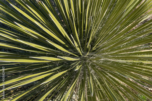 Southwestern Yucca close up.