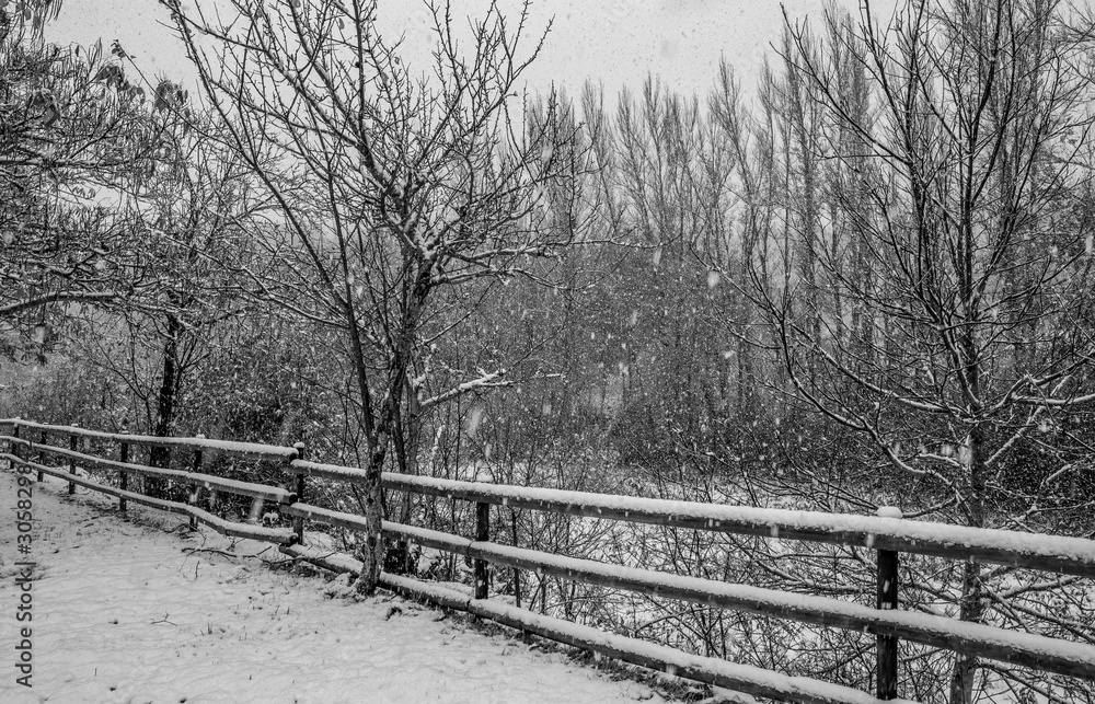 Fototapeta premium snowing in the fields and beech forests