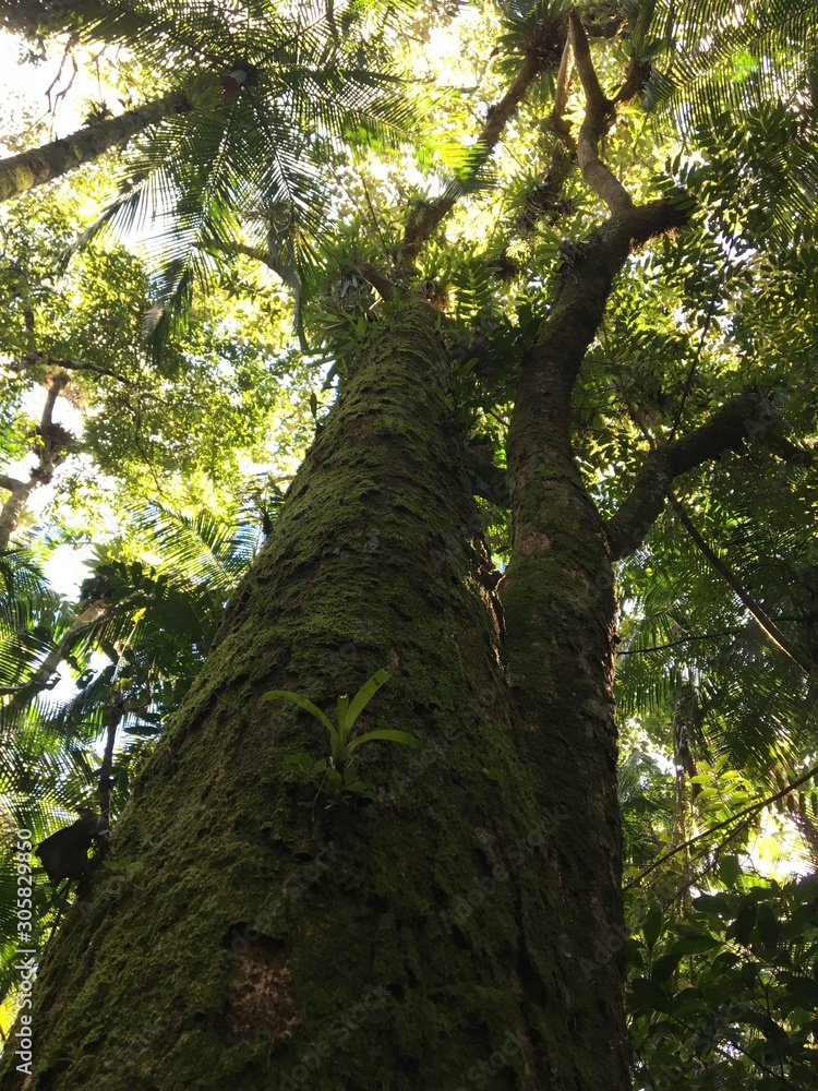 tree in forest
