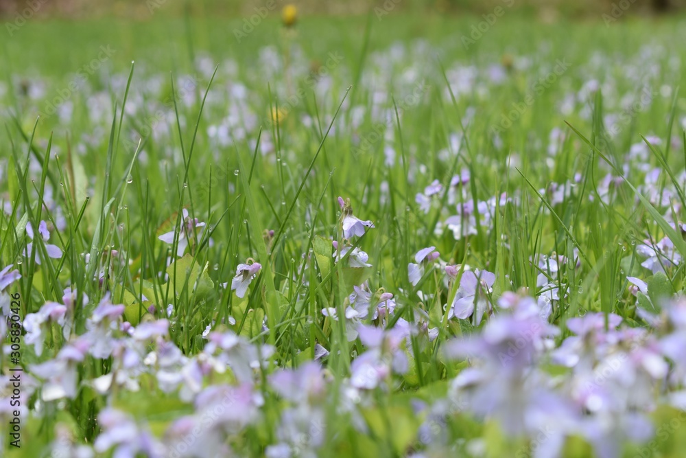 Background Purple flowers in the grass