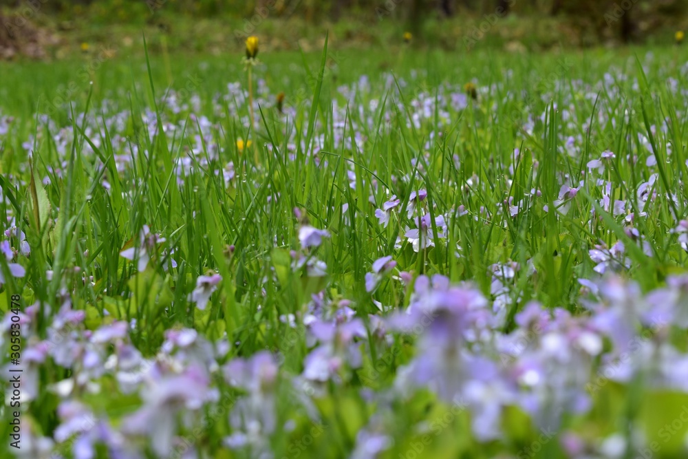 Fototapeta premium white flowers in grass