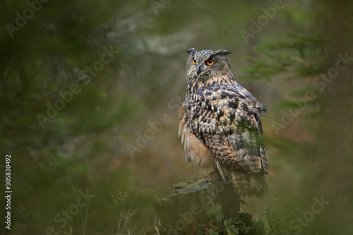 Eurasian eagle-owl (Bubo bubo) in the dark forest , Slovakia