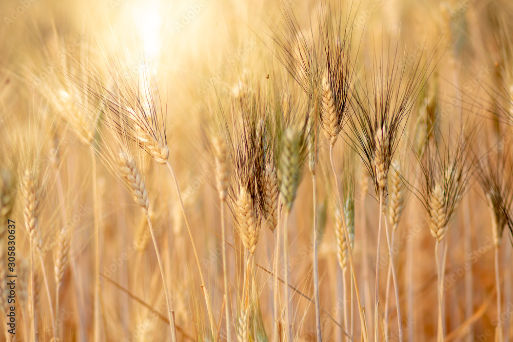 Fototapeta premium Wheat crop field. Ears of golden wheat close up. Ripening ears of wheat field background. Rich harvest Concept.
