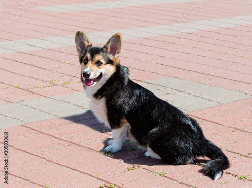Quadro su tela Cardigan Welsh Corgi seats and looks