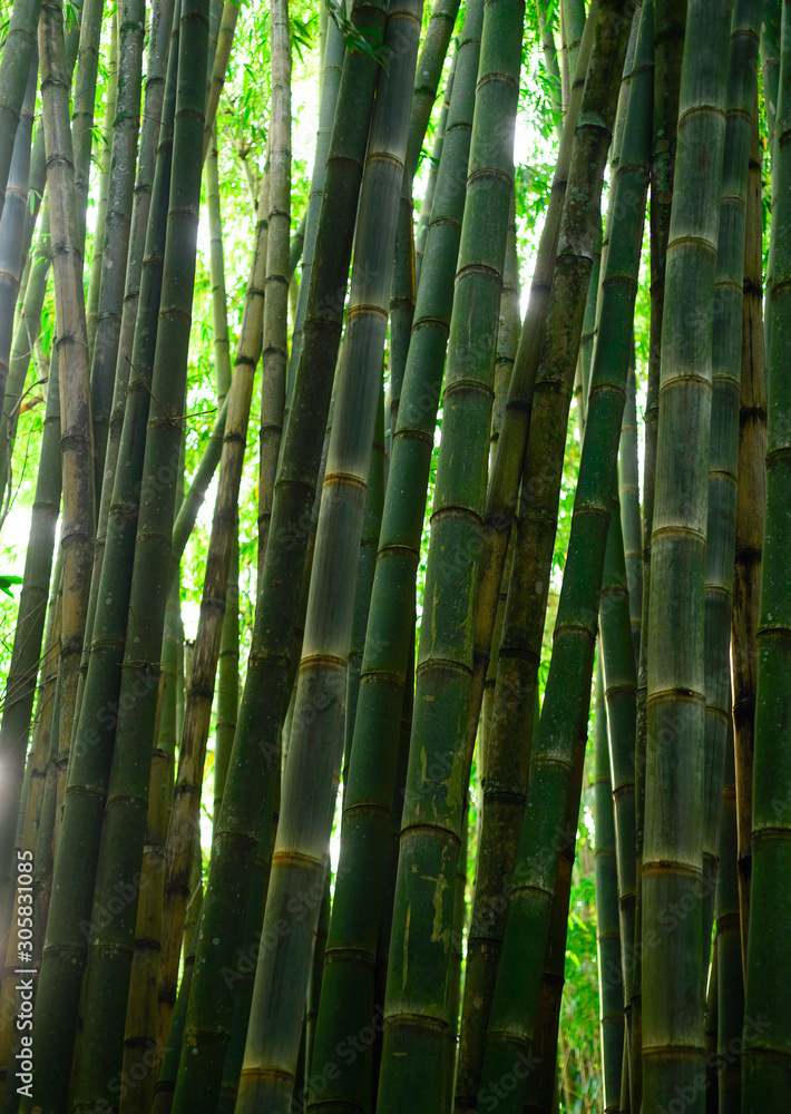 Obraz premium Bamboo trees