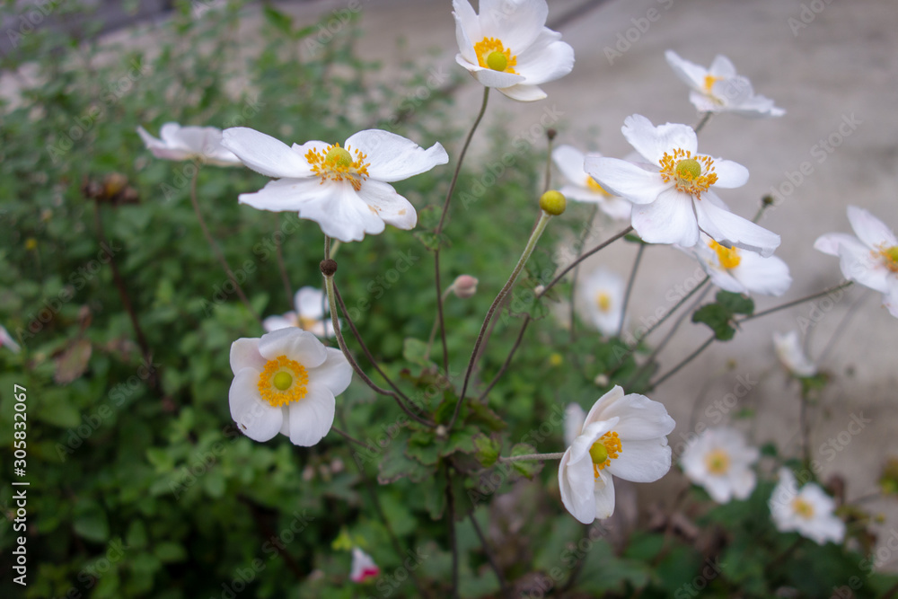 屋外に咲いた白いシュウメイギクの花 屋外に咲いた白いシュウメイギクの花