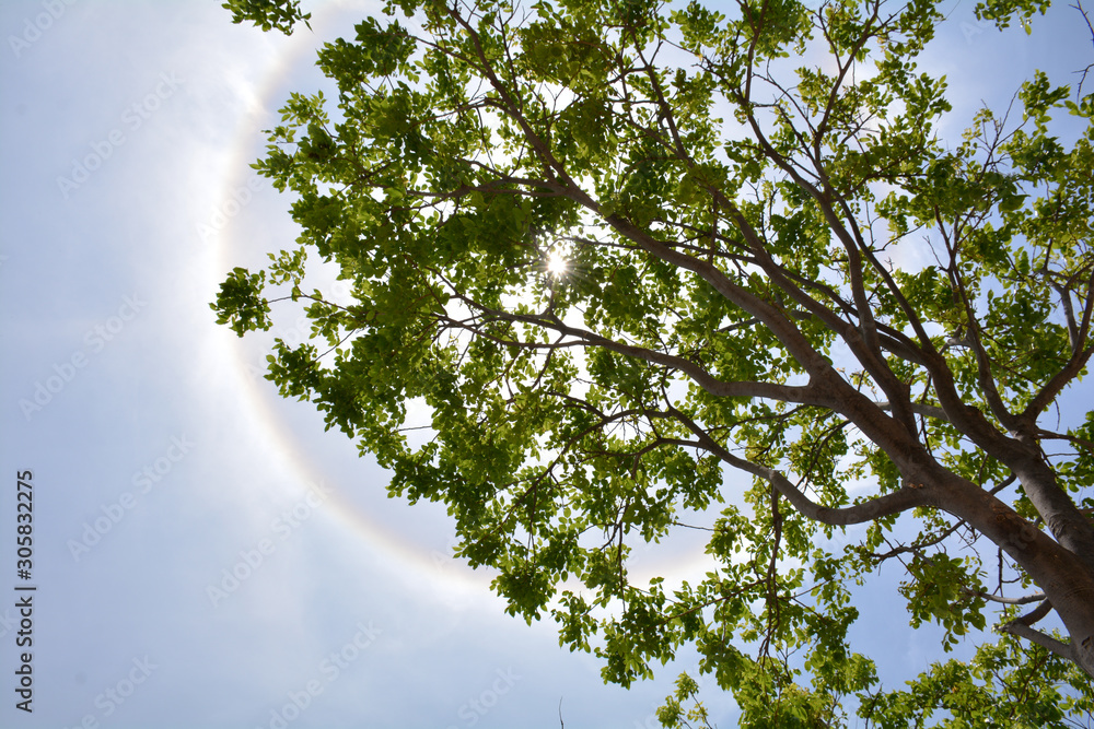 Fototapeta premium vista de arbol y halo solar