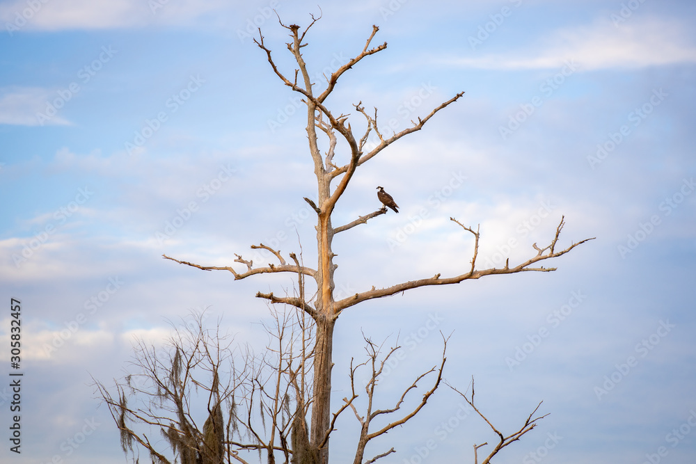 Obraz premium Osprey On Dead Tree 03