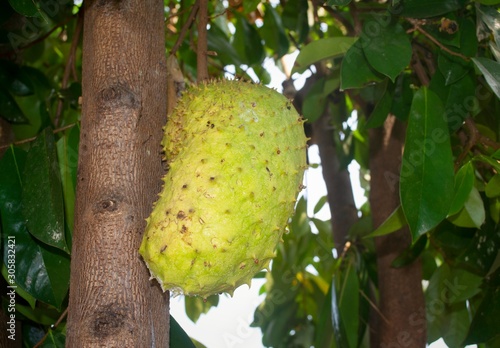 Buah sirsak. Soursop  also graviola  guyabano  and in Latin America  guan  bana  is the fruit of Annona muricata  a broadleaf  flowering  evergreen tree.