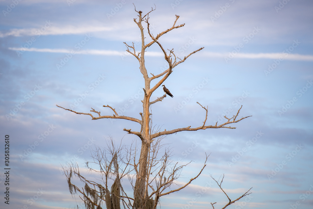 Obraz premium Osprey On Dead Tree 01