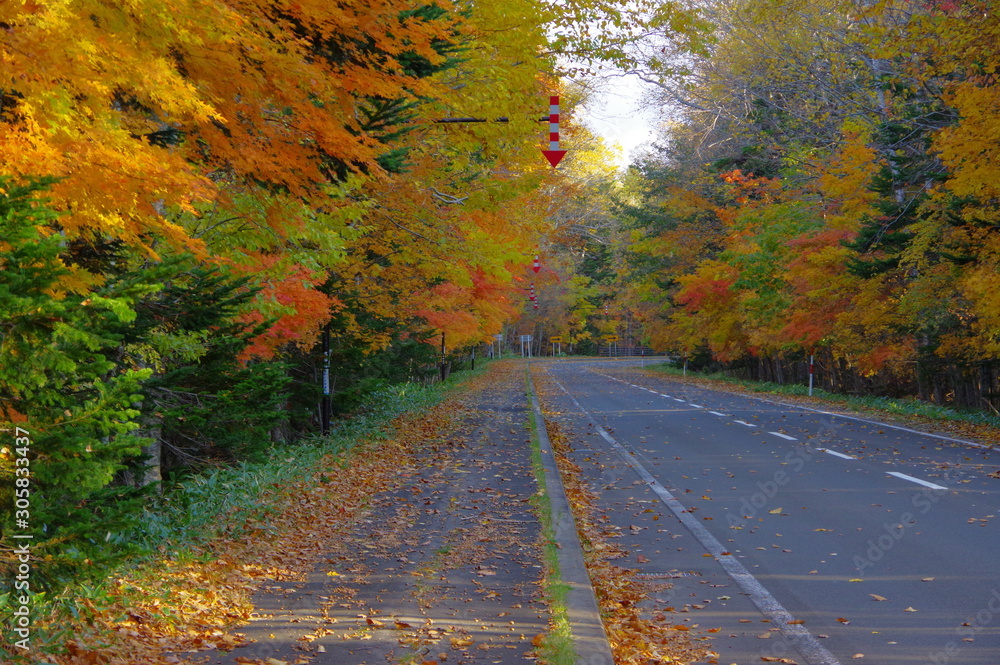 Fototapeta premium 紅葉の道。弟子屈町、屈斜路、北海道。